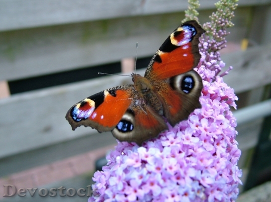 Devostock Butterfly colorful  (214)