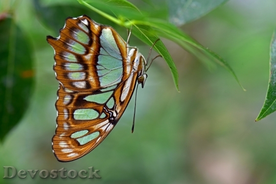 Devostock Butterfly colorful  (215)