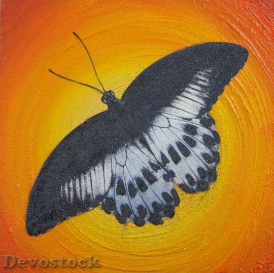 Devostock Butterfly colorful  (216)