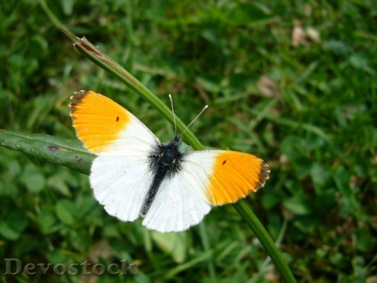 Devostock Butterfly colorful  (217)