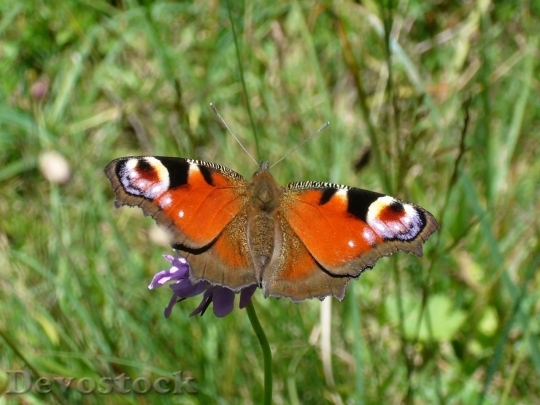 Devostock Butterfly colorful  (219)