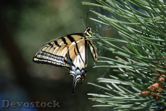 Devostock Butterfly colorful  (22)