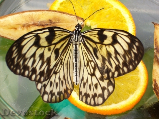 Devostock Butterfly colorful  (223)