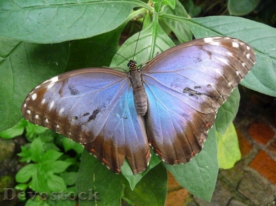 Devostock Butterfly colorful  (224)