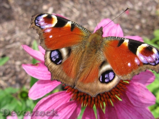 Devostock Butterfly colorful  (226)