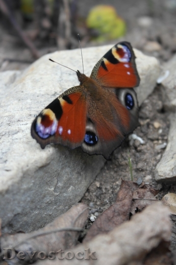 Devostock Butterfly colorful  (227)