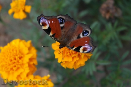 Devostock Butterfly colorful  (228)