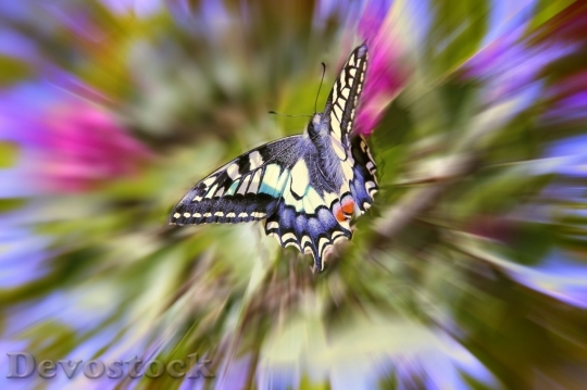 Devostock Butterfly colorful  (229)