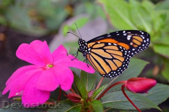 Devostock Butterfly colorful  (230)