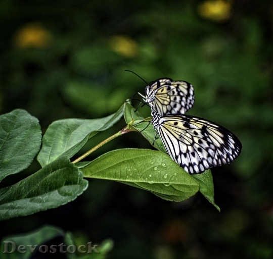 Devostock Butterfly colorful  (234)