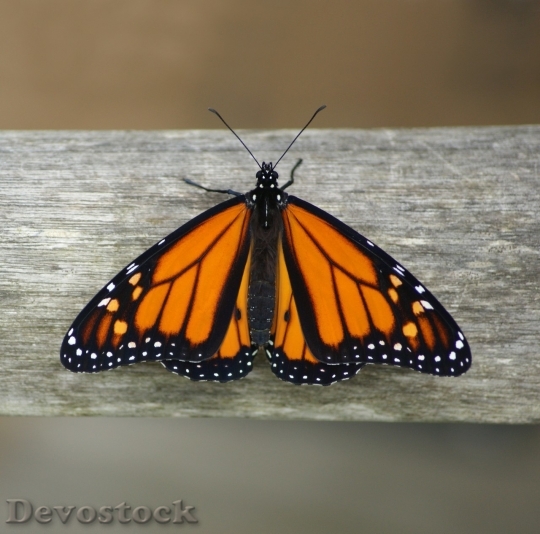 Devostock Butterfly colorful  (238)