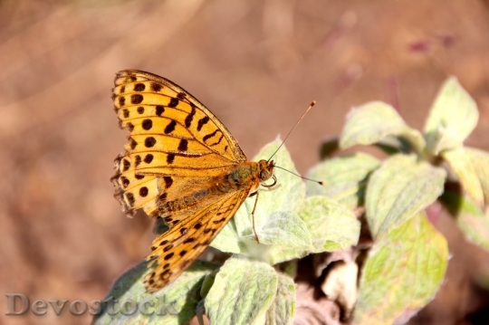 Devostock Butterfly colorful  (239)