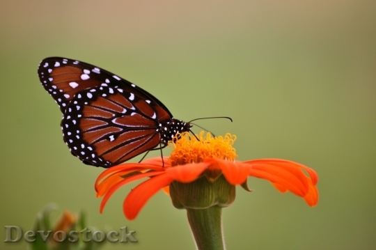 Devostock Butterfly colorful  (240)
