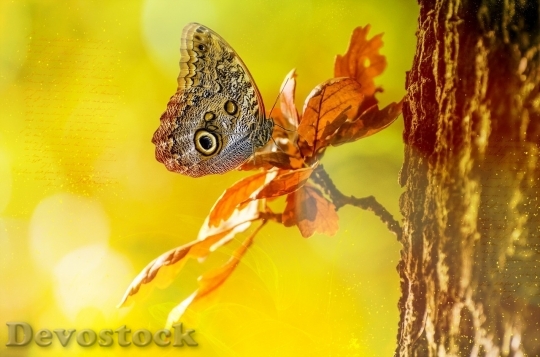 Devostock Butterfly colorful  (241)