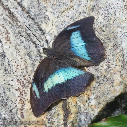 Devostock Butterfly colorful  (242)