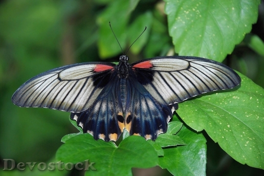 Devostock Butterfly colorful  (243)