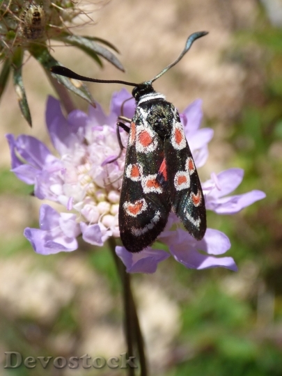 Devostock Butterfly colorful  (245)