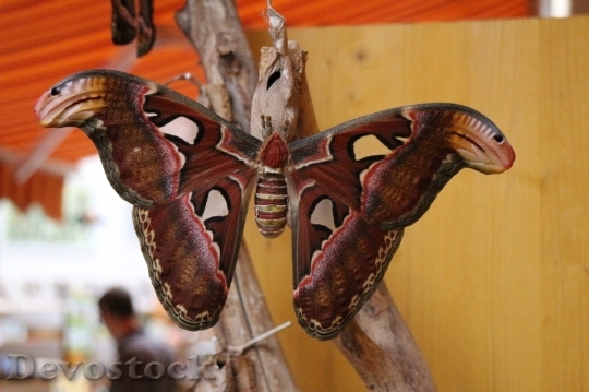 Devostock Butterfly colorful  (247)