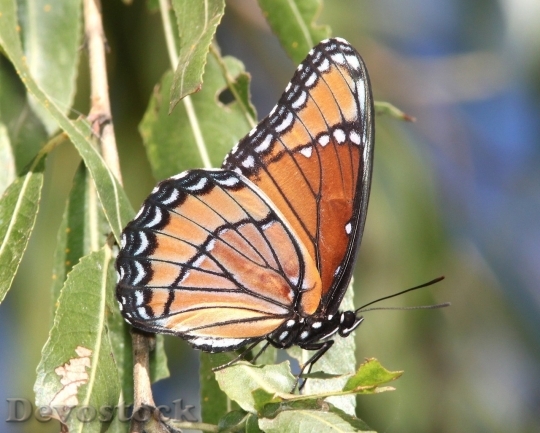 Devostock Butterfly colorful  (248)
