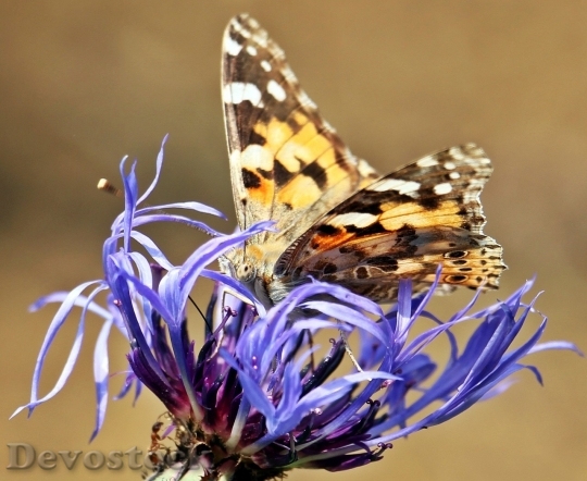 Devostock Butterfly colorful  (249)
