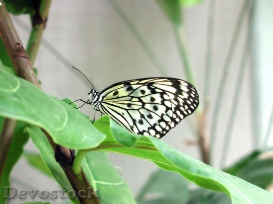 Devostock Butterfly colorful  (25)