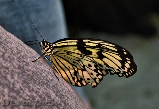Devostock Butterfly colorful  (251)