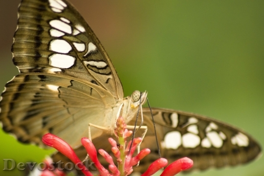 Devostock Butterfly colorful  (253)