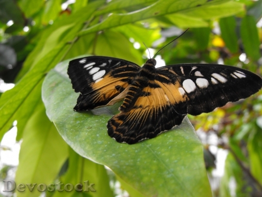 Devostock Butterfly colorful  (254)