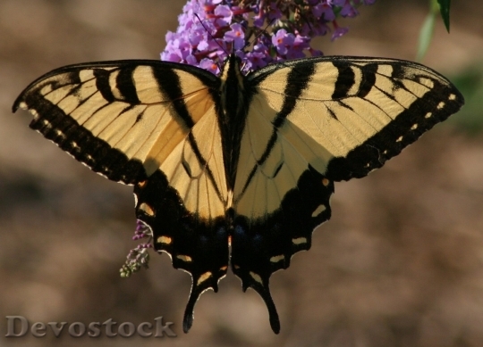 Devostock Butterfly colorful  (259)