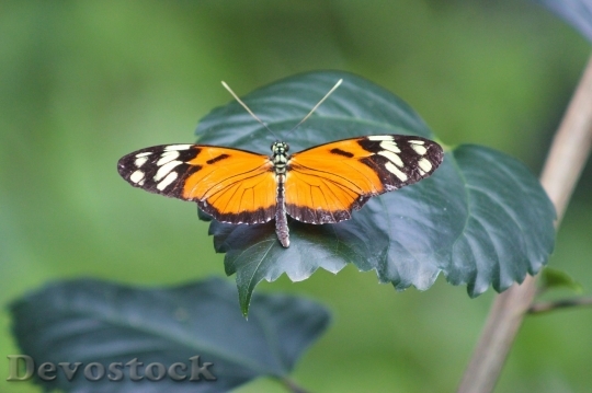 Devostock Butterfly colorful  (26)