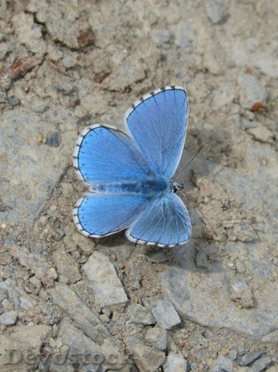 Devostock Butterfly colorful  (260)
