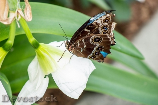 Devostock Butterfly colorful  (261)