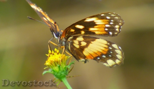 Devostock Butterfly colorful  (263)
