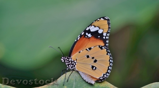 Devostock Butterfly colorful  (268)