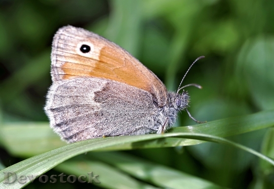 Devostock Butterfly colorful  (271)