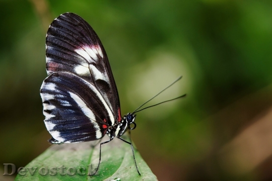 Devostock Butterfly colorful  (273)