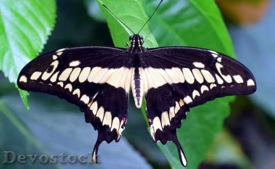 Devostock Butterfly colorful  (274)