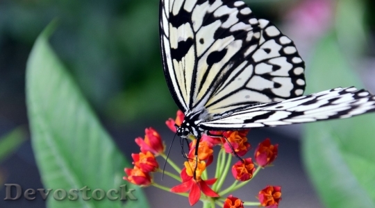 Devostock Butterfly colorful  (276)