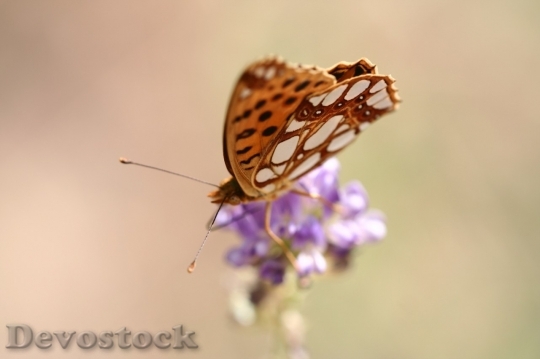 Devostock Butterfly colorful  (277)