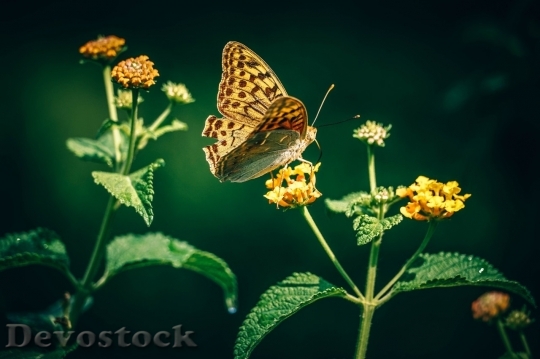 Devostock Butterfly colorful  (278)
