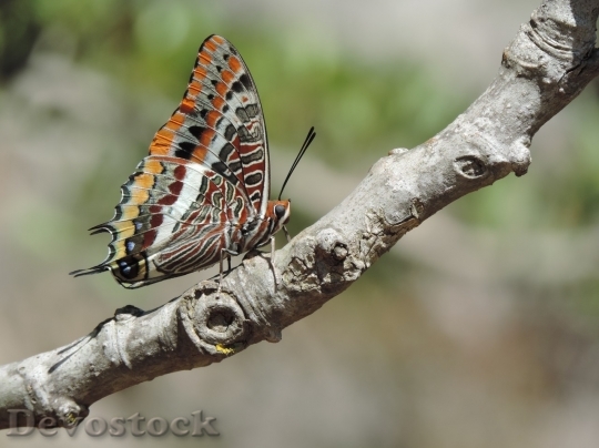 Devostock Butterfly colorful  (279)