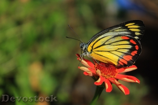 Devostock Butterfly colorful  (28)