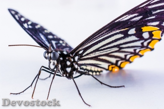 Devostock Butterfly colorful  (281)