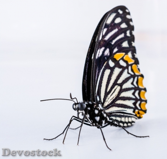 Devostock Butterfly colorful  (282)