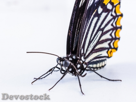 Devostock Butterfly colorful  (283)