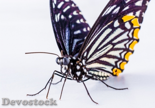 Devostock Butterfly colorful  (285)