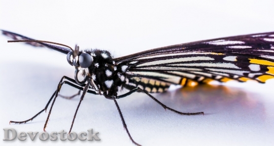 Devostock Butterfly colorful  (286)