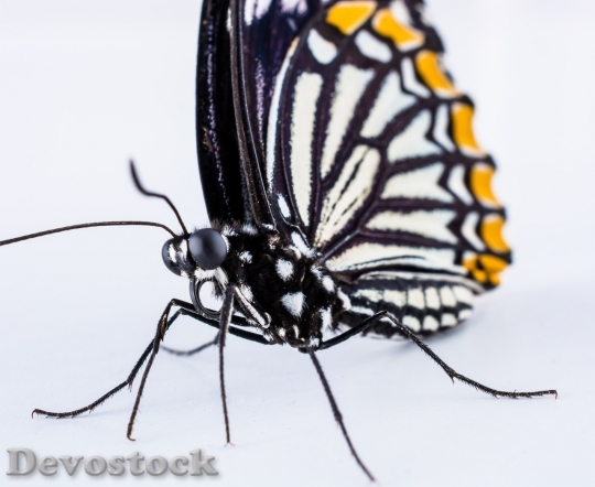 Devostock Butterfly colorful  (288)