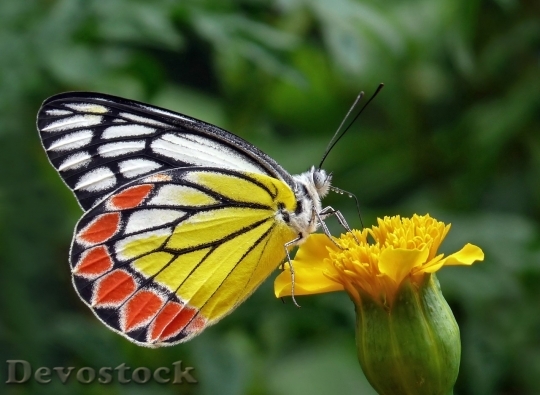 Devostock Butterfly colorful  (289)