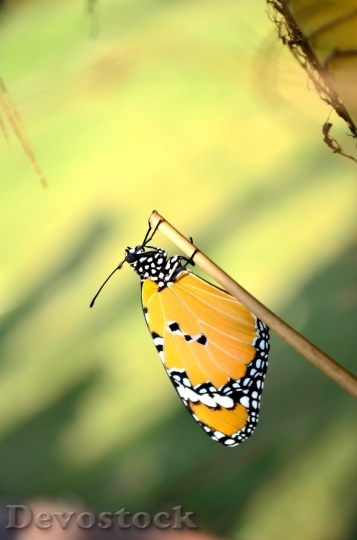 Devostock Butterfly colorful  (29)